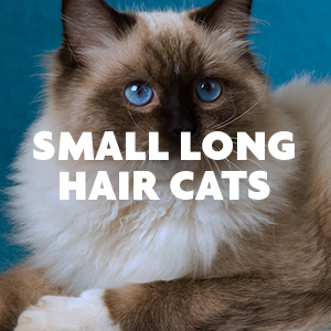 Furminator ragdoll sales